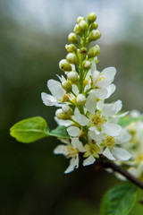Apple tree nature macro green