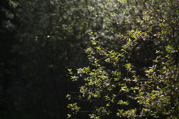 цветущая вишня,blooming cherry,