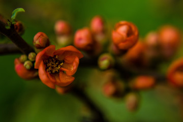 macro plant orange flower branch