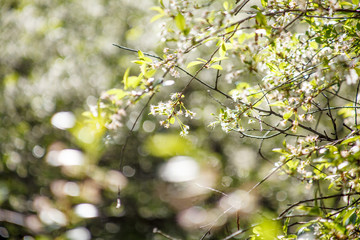 цветущая вишня,blooming cherry,