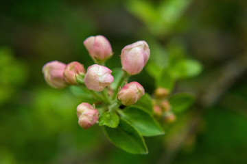 Apple tree nature macro green