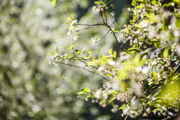 цветущая вишня,blooming cherry,