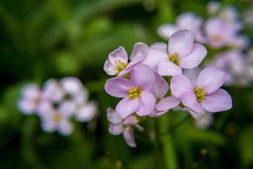 Fototapeta premium macro flower nature plant lilac