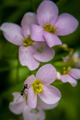 macro flower nature plant lilac