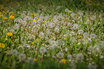 одуванчики,dandelions,flower, nature, spring, field, summer, meadow, flowers, yellow, grass, green, plant, garden, blossom, dandelion, beauty, flora, bloom, season, beautiful, floral, white, blooming,