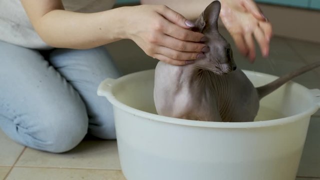 The owner is washing the face of her cute lilac sphinx Daenerys in basin