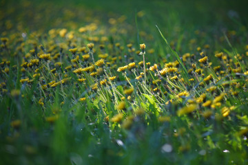 мать и мачеха,mother and stepmother,