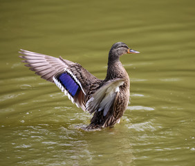 Female Mallard Duck With Outstretched Wings.