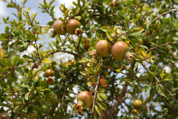 Green pomegranate fruits on a branch. Unripe fruits on a background of foliage and blue sky. Selective focus