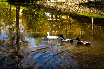 ducks on the lake
