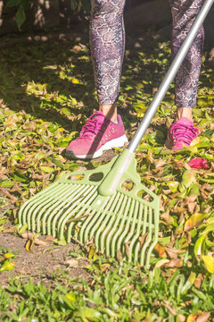 Woman in backyard raking dry leaves from autumn foliage during quarantine
