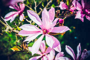 Pink magnolias in the garden. The concept of caring for the garden, the beauty of the garden. Allotment season. Beautiful flowers in the decorated garden.
