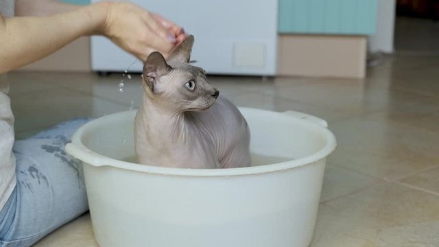 Woman is washing her cute lilac sphinx Daenerys in basin with a lot of water
