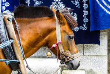 Resting horse in China