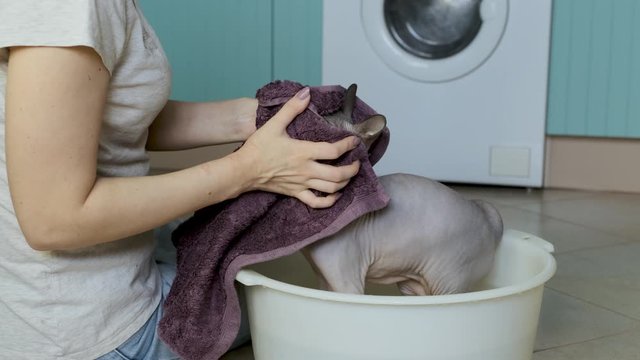 Woman is wiping the face of her cute lilac cat sphinx Daenerys with towel after bathing