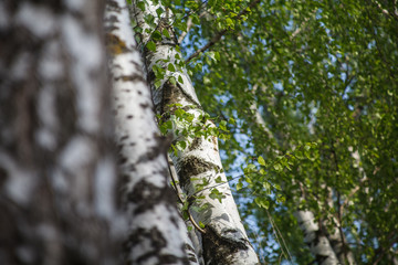 берёзы,birch,