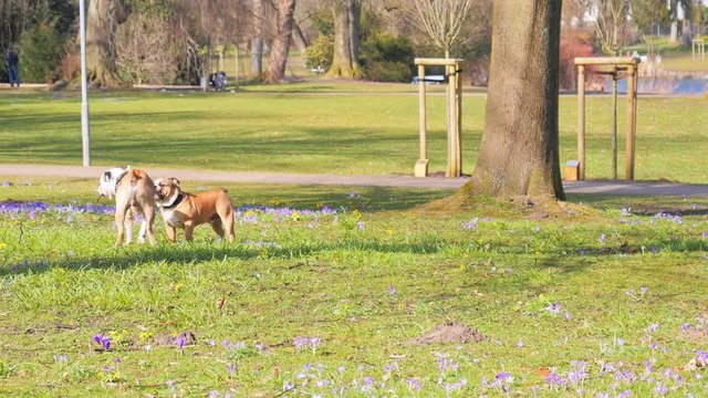 Boxer dogs playing and Boxing in spring park