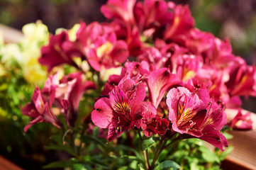 Fototapety na wymiar - Fototapeta24.pl