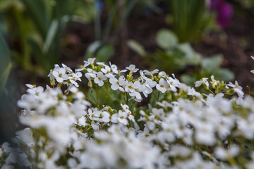 белые цветы в огороде,white flowers in the garden,