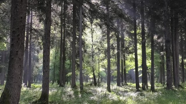suoni colori del bosco prealpino a primavera