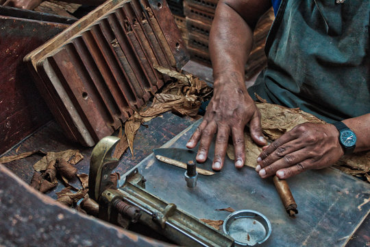 Closeup of hands making cigar from tobacco leaves. Traditional manufacture of cigars. Dominican Republic