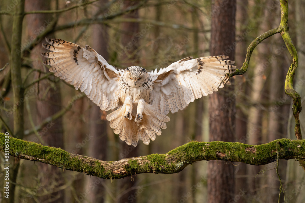 Poster siberian eagle owl touch down to the tree branch.