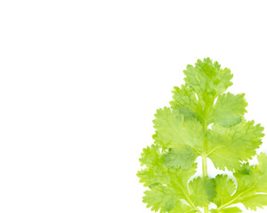 Fototapeta premium Flat lay of fresh green coriander leaves isolated on white background, Top view and soft focus 