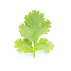 Flat lay of fresh green coriander leaves isolated on white background, Top view and soft focus
