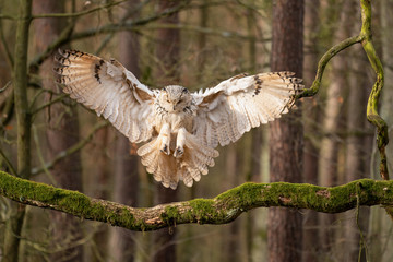 Siberian eagle owl touch down to the tree branch.