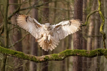 Fototapete Rund Siberian eagle owl touch down to the tree branch. © Stanislav Duben
