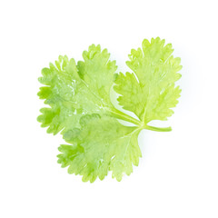 Flat lay of fresh green coriander leaves isolated on white background, Top view and soft focus
