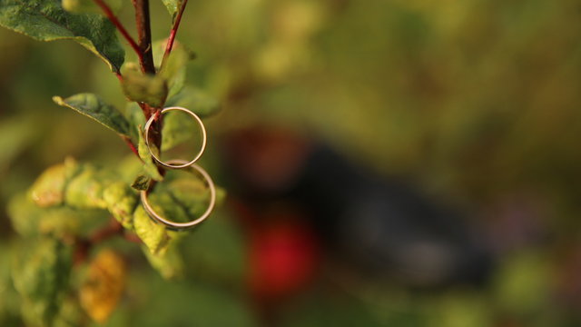 Wedding day and Rings on a wooden branch.
