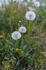 Blooming white dandelions. Close up photo of dandelion seeds after flowering. Natural herb fluffy dandelions. (Taraxacum officinale F.H) flower in the grass. Spring. World Environment Day.