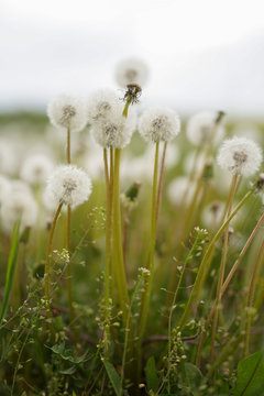 Blooming white dandelions. Close up photo of dandelion seeds after flowering. Natural herb fluffy dandelions. (Taraxacum officinale F.H) flower in the grass. Spring. World Environment Day.