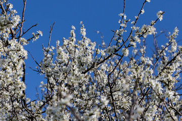 The branches of a blossoming tree. Cherry tree in white flowers, clear blue spring sky as background.
