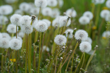 Fototapeta premium Blooming white dandelions. Close up photo of dandelion seeds after flowering. Natural herb fluffy dandelions. (Taraxacum officinale F.H) flower in the grass. Spring. World Environment Day.