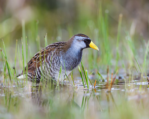 Fototapeta premium Sora Rail or Sora Crake Foraging on the Pond in Spring
