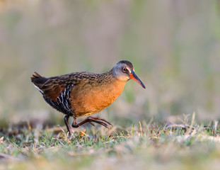 Virginia Rail Walking, Closeup Portrait 