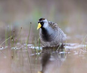 Sora Rail or Sora Crake Foraging on the Pond in Spring