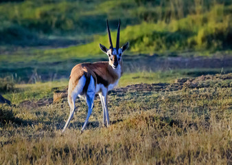 Thomson’s Gazelle at Lake Nakuru National Park