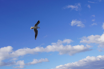 Fototapeta na wymiar seagull flies over the rippling water in the blue sky among the white clouds. Creative natural background