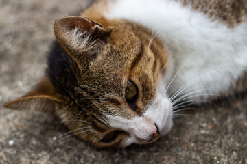 close up of a cat
