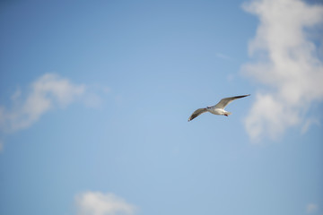 Obraz premium seagull flies over the rippling water in the blue sky among the white clouds. Creative natural background