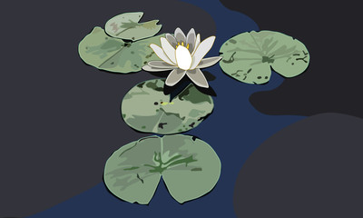 Water Lily with Lily Pads - obrazy, fototapety, plakaty