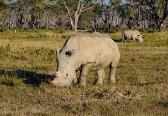 Obraz premium White rhinoceros at Lake Nakuru National Park