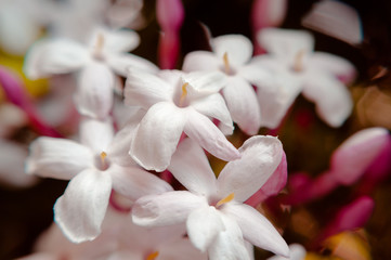 Fiori di Gelsomino (Jasminum polyanthum )