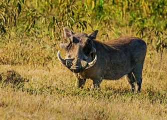 Warthog at Lake Nakuru National Park