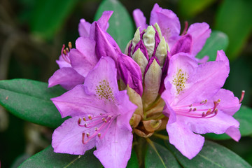 purple flower in the garden, beauty of rhododendron. Orchid blooms.