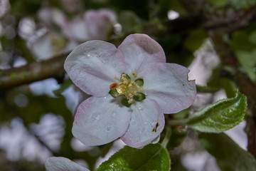 Flowers of apple tree after rain.