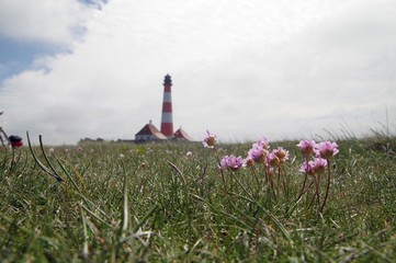 Strandgrasnelke mit Westerhever Leuchtturm